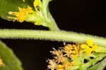 Autumn goldenrod 